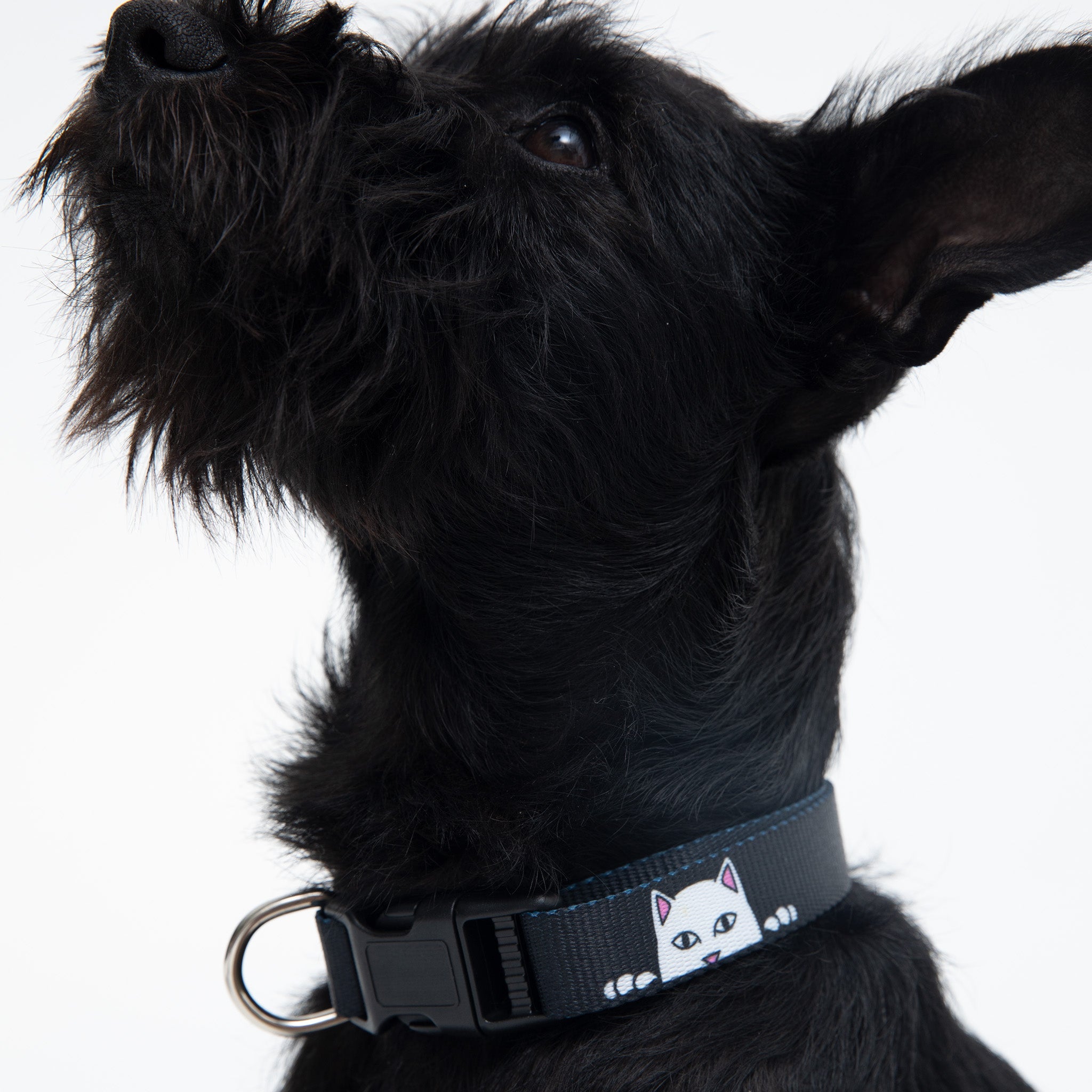 RIPNDIP Peek A Nerm Web Belt Pet Collar (Black)